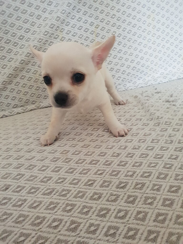 chihuahua for sale south yorkshire